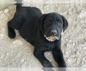 Labrador Retriever Puppy for sale in FREER, TX, USA