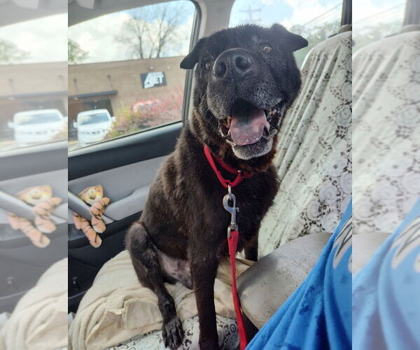 Medium Photo #1 Mutt Puppy For Sale in Raleigh, NC, USA