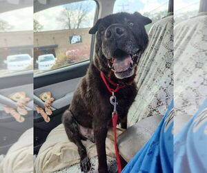 Mutt Dogs for adoption in Raleigh, NC, USA
