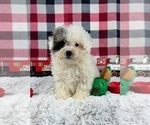 Small #4 Maltipoo