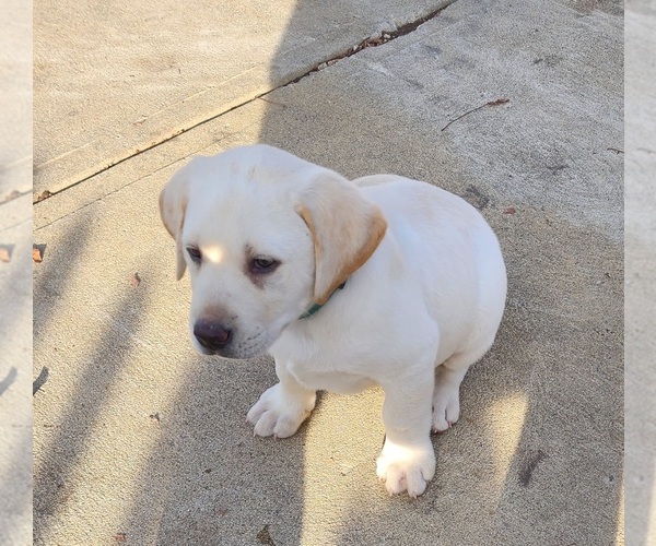 Medium Photo #8 Labrador Retriever Puppy For Sale in CONNERSVILLE, IN, USA
