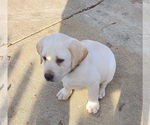 Small Photo #8 Labrador Retriever Puppy For Sale in CONNERSVILLE, IN, USA