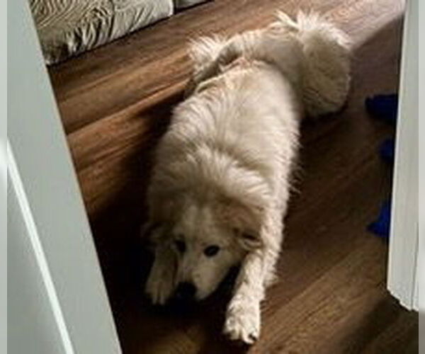 Medium Photo #12 Great Pyrenees Puppy For Sale in Brooklyn Center, MN, USA