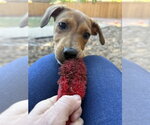 Small Photo #2 Labrador Retriever-Unknown Mix Puppy For Sale in Aurora, CO, USA