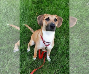 Mutt Dogs for adoption in GILBERTS, IL, USA