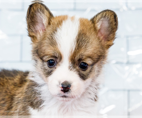 Medium Photo #3 Cardigan Welsh Corgi Puppy For Sale in WAKARUSA, IN, USA