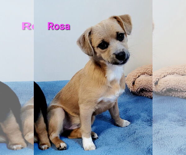 Medium Photo #3 Chiweenie Puppy For Sale in Des Moines, IA, USA