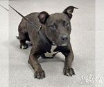 Small #1 Labrador Retriever Mix