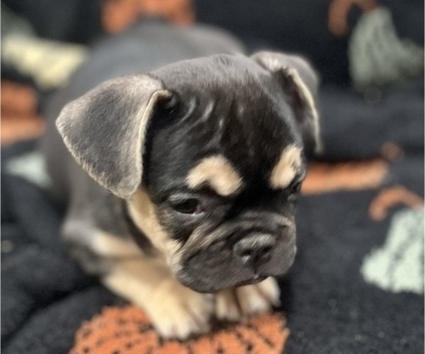 Medium Photo #2 French Bulldog Puppy For Sale in UPPER MARLBORO, MD, USA