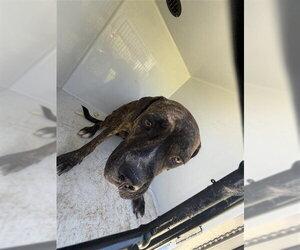 Mutt Dogs for adoption in Houston, TX, USA