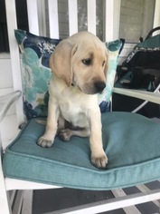 Labrador Retriever Puppy for sale in PONCA CITY, OK, USA