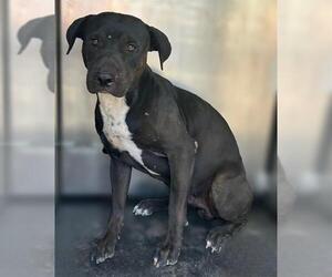 American Staffordshire Terrier-Unknown Mix Dogs for adoption in San Antonio, TX, USA