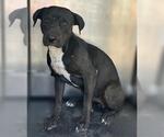 Small American Staffordshire Terrier Mix
