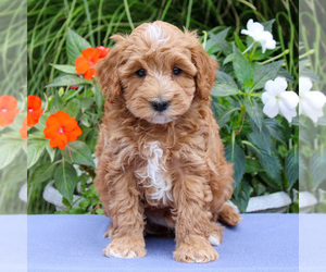 Cavapoo Puppy for sale in EAST EARL, PA, USA