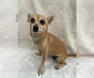Chihuahua-Unknown Mix Dogs for adoption in oakland, FL, USA