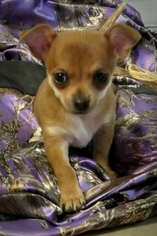 Chihuahua Puppy for sale in LICKING, MO, USA