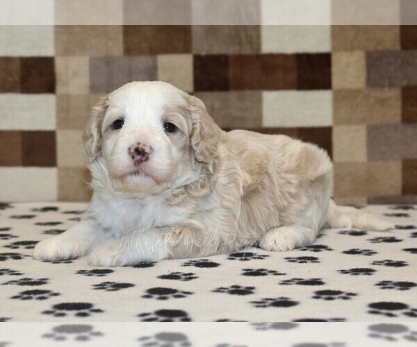 Medium Photo #2 Bernedoodle (Miniature) Puppy For Sale in DENVER, PA, USA