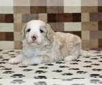 Small #1 Bernedoodle (Miniature)