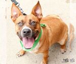 Small #5 Retriever  Mix