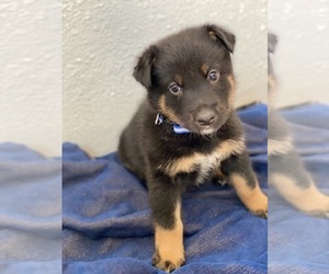 Shepradors Puppy for sale in STERLING, CO, USA