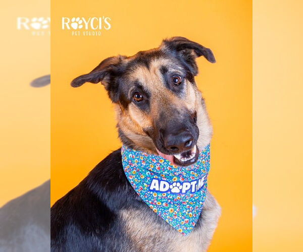 Medium Photo #14 German Shepherd Dog Puppy For Sale in Sandy, UT, USA