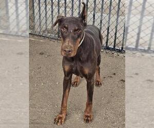 Doberman Pinscher-Unknown Mix Dogs for adoption in Riverside, CA, USA