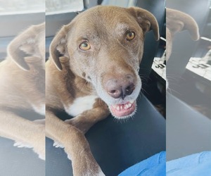 Labrador Retriever-Unknown Mix Dogs for adoption in Westwood, NJ, USA