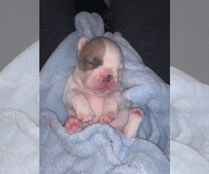 French Bulldog Puppy for sale in VICTORVILLE, CA, USA