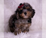 Small Photo #75 Poodle (Toy) Puppy For Sale in WARSAW, IN, USA