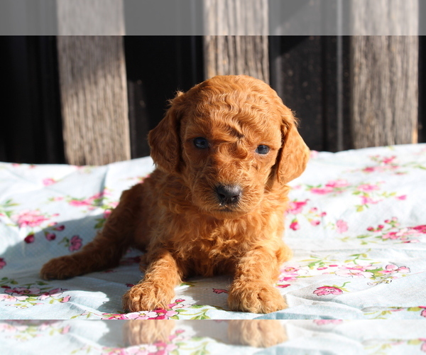 Medium Photo #4 Goldendoodle (Miniature) Puppy For Sale in BLOOMINGTON, IN, USA