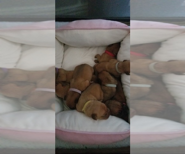 Medium Photo #1 Dogue de Bordeaux Puppy For Sale in KELLER, TX, USA