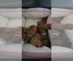 Small Photo #1 Dogue de Bordeaux Puppy For Sale in KELLER, TX, USA