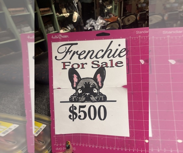 Medium Photo #5 French Bulldog Puppy For Sale in LOS ANGELES, CA, USA
