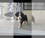 Small Photo #3 Australian Shepherd Puppy For Sale in COVE, OR, USA