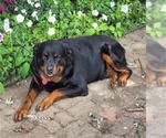 Small Photo #1 Rottweiler Puppy For Sale in GREENFIELD, IN, USA