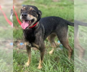 Chihuahua-Unknown Mix Dogs for adoption in Virginia Beach, VA, USA