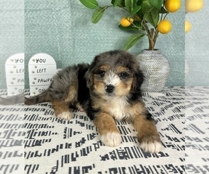 Bernedoodle (Miniature) Puppy for sale in FRANKLIN, IN, USA