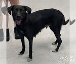 Small #1 Labrador Retriever-Spaniel Mix