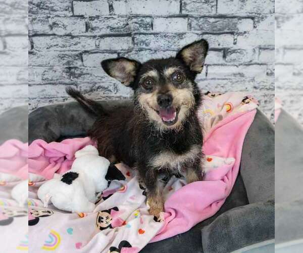 Medium Photo #2 Dachshund-Unknown Mix Puppy For Sale in Kennesaw, GA, USA