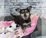 Small #1 Dachshund Mix