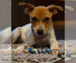 Small #1 Mutt