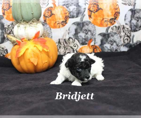 Medium Photo #5 Poodle (Toy) Puppy For Sale in CHANUTE, KS, USA
