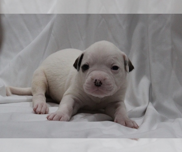 Medium Photo #27 American Bulldog Puppy For Sale in MECHANICSVILLE, VA, USA