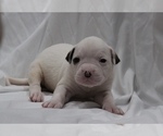 Small Photo #27 American Bulldog Puppy For Sale in MECHANICSVILLE, VA, USA