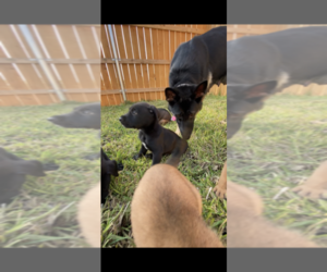 American Pit Bull Terrier-German Shepherd Dog Mix Puppy for sale in TEMPLE, TX, USA