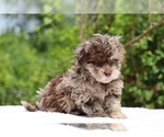 Small #6 ShihPoo