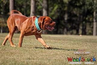 Father of the Dogue de Bordeaux puppies born on 12/12/2016