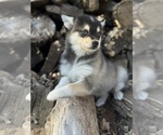 Small #8 Alaskan Klee Kai-Pomsky Mix