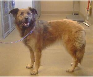 Australian Shepherd-Unknown Mix Dogs for adoption in Sacramento, CA, USA