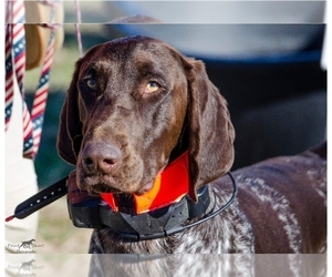 Father of the German Shorthaired Pointer puppies born on 03/24/2025